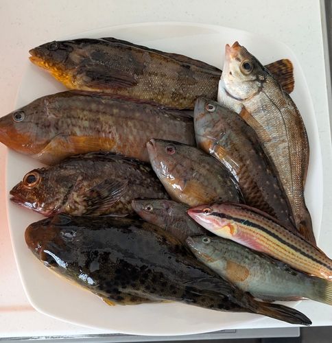 アイナメの釣果