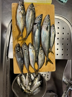 サバの釣果