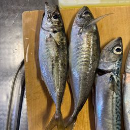 アジ