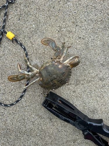 カニの釣果