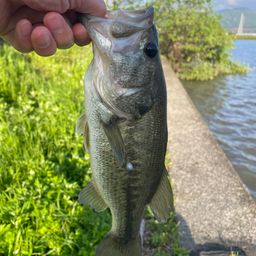 ブラックバス