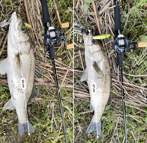 シーバスの釣果