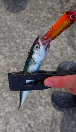 エメラルダス x83M アルテグラ c3000 SDH つり具の上州屋 - あなたのフィッシング＆アウトドアライフを