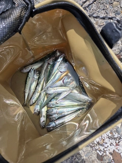 サバの釣果