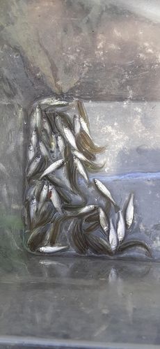 クチボソの釣果