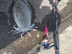 シリヤケイカの釣果