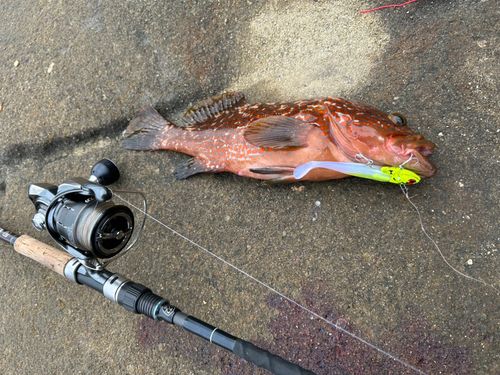 キジハタの釣果