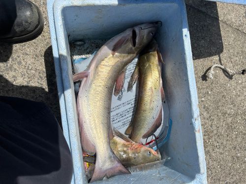 アメリカナマズの釣果