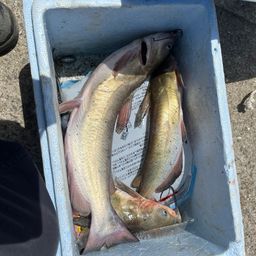 アメリカナマズ