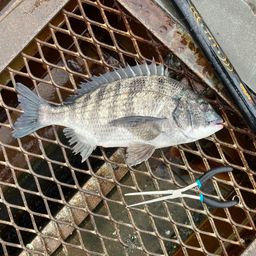 クロダイ