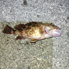 カサゴの釣果