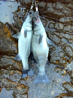 ヒラスズキの釣果
