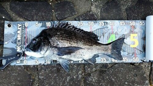 クロダイの釣果