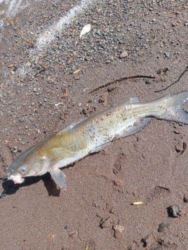 アメリカナマズの釣果