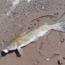 アメリカナマズ