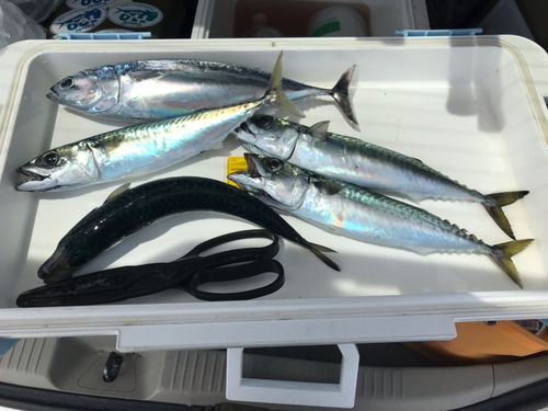 サバの釣果