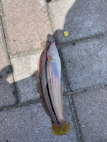 ベラの釣果