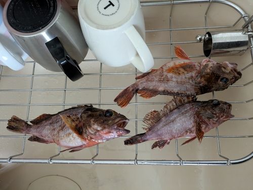 アラカブの釣果