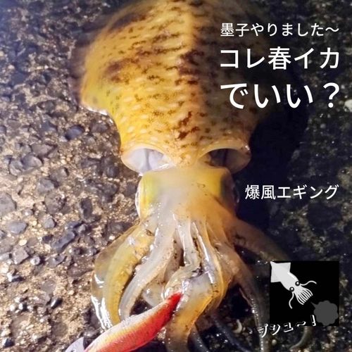 アオリイカの釣果