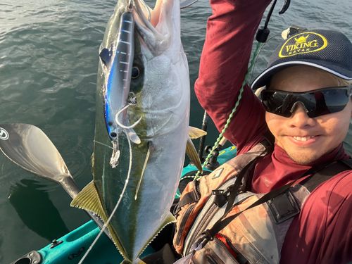 ヒラマサの釣果