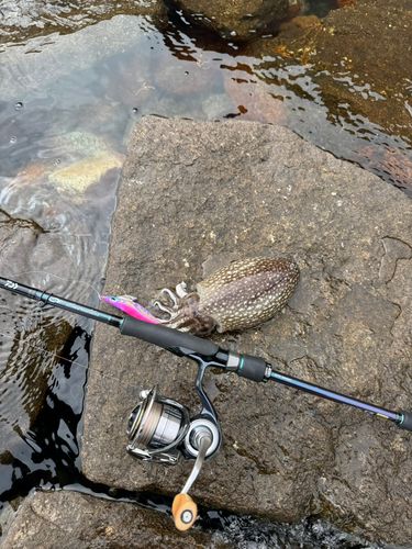 シリヤケイカの釣果