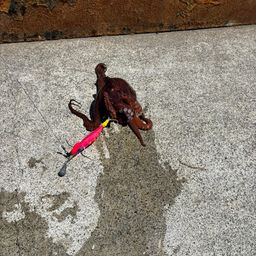タコ