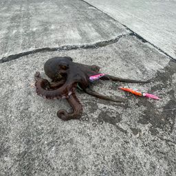タコ
