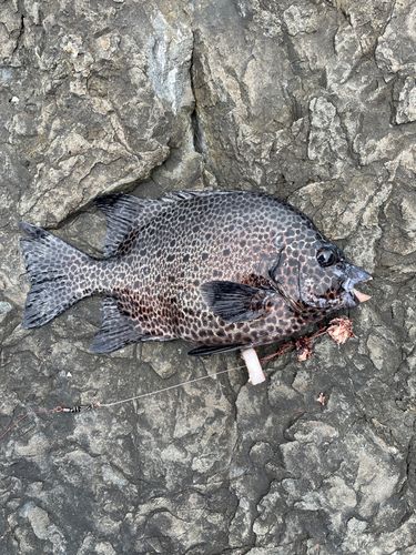 イシガキダイの釣果