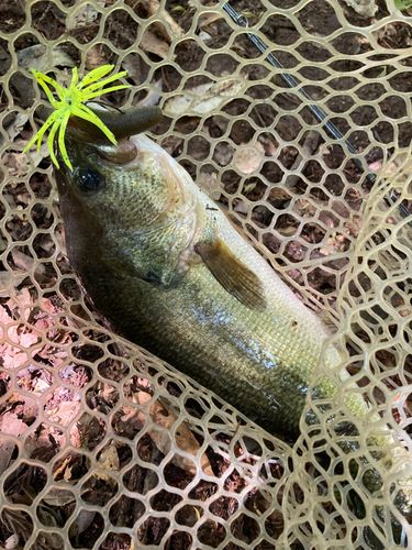 ラージマウスバスの釣果