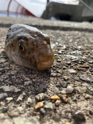 アカメフグの釣果