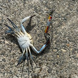 タイワンガザミ