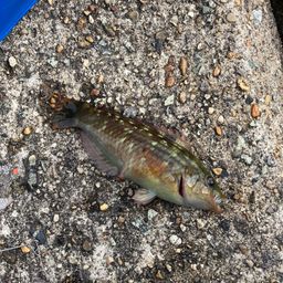 アカササノハベラ