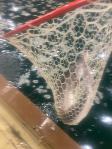 チョウザメの釣果