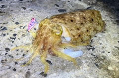 コブシメの釣果
