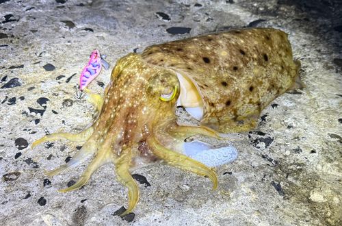 コブシメの釣果