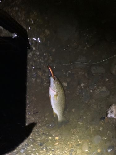 スモールマウスバス