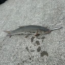 ウグイ