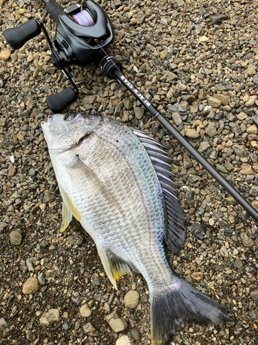 キビレの釣果