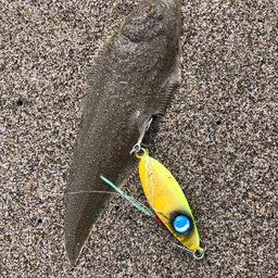 シタビラメ