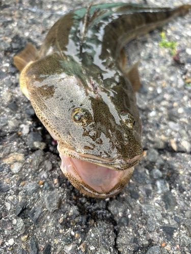 マゴチの釣果