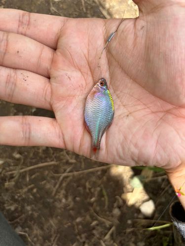タイリクバラタナゴの釣果