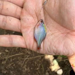 タイリクバラタナゴ