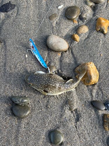 クサフグの釣果