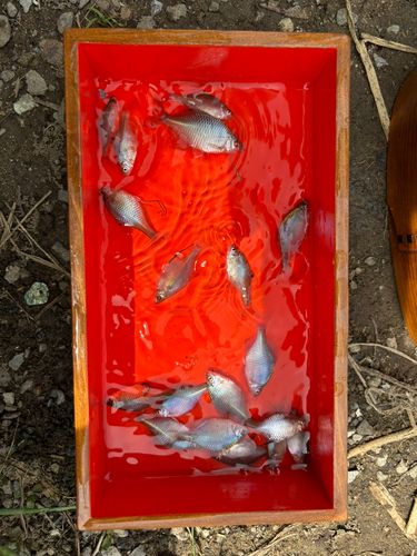 タイリクバラタナゴの釣果