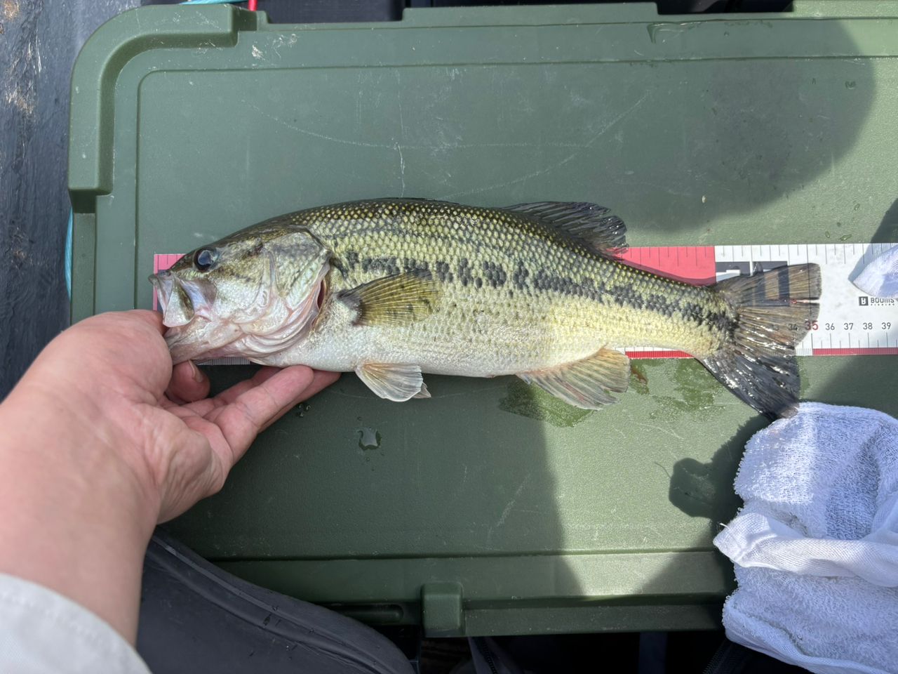 ラージマウスバス