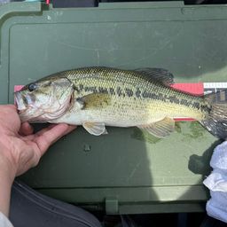 ラージマウスバス