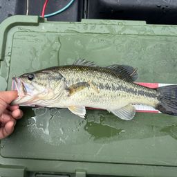 ラージマウスバス