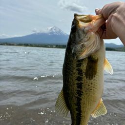 ラージマウスバス
