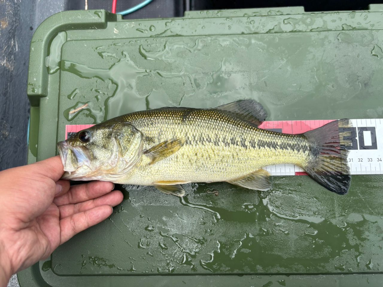 ラージマウスバス