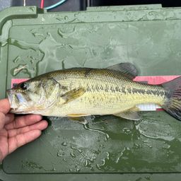 ラージマウスバス